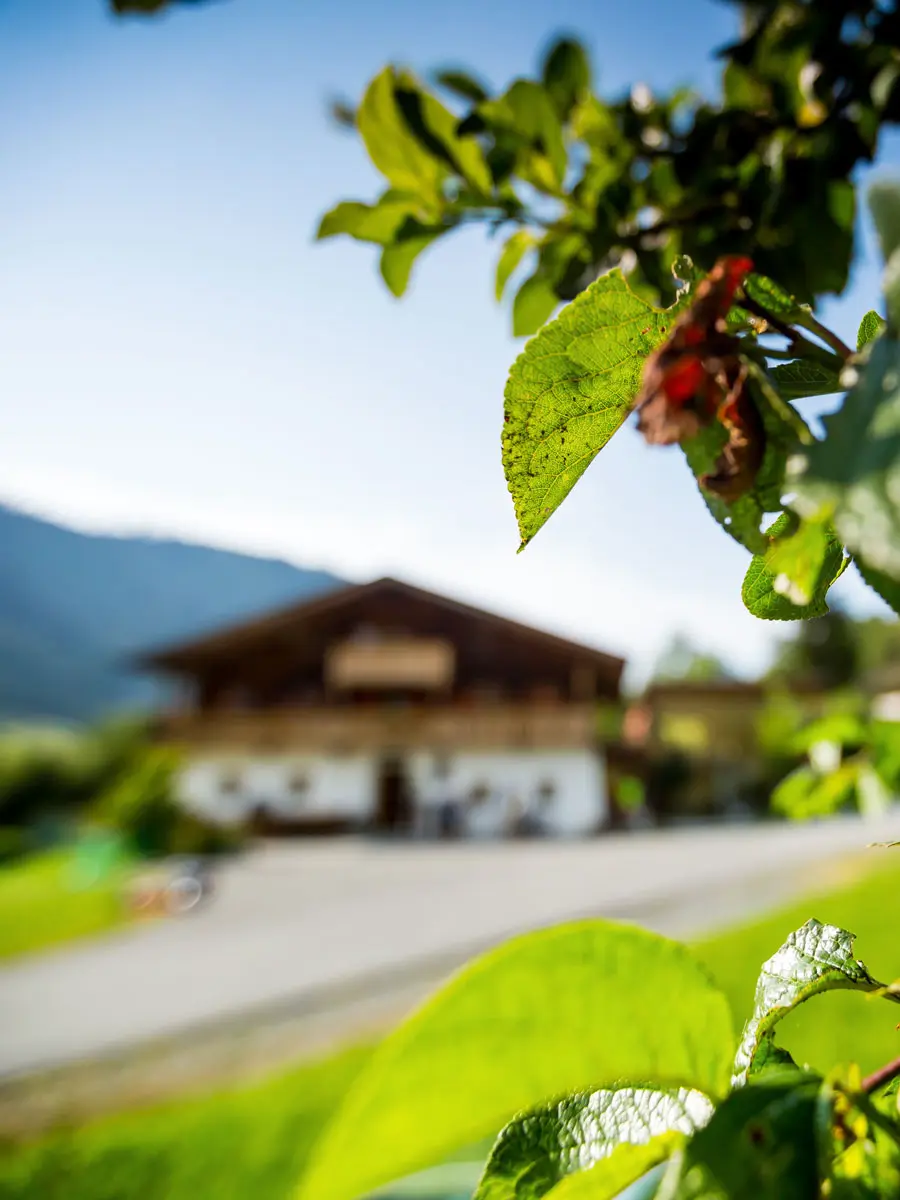 Grüner Obstbaum mit Blick auf die Bijo-Farm